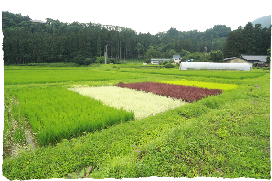田んぼアート一例